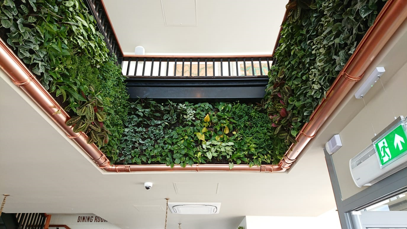Looking Up At The Surround Living Wall At The Oystercatcher Restaurant