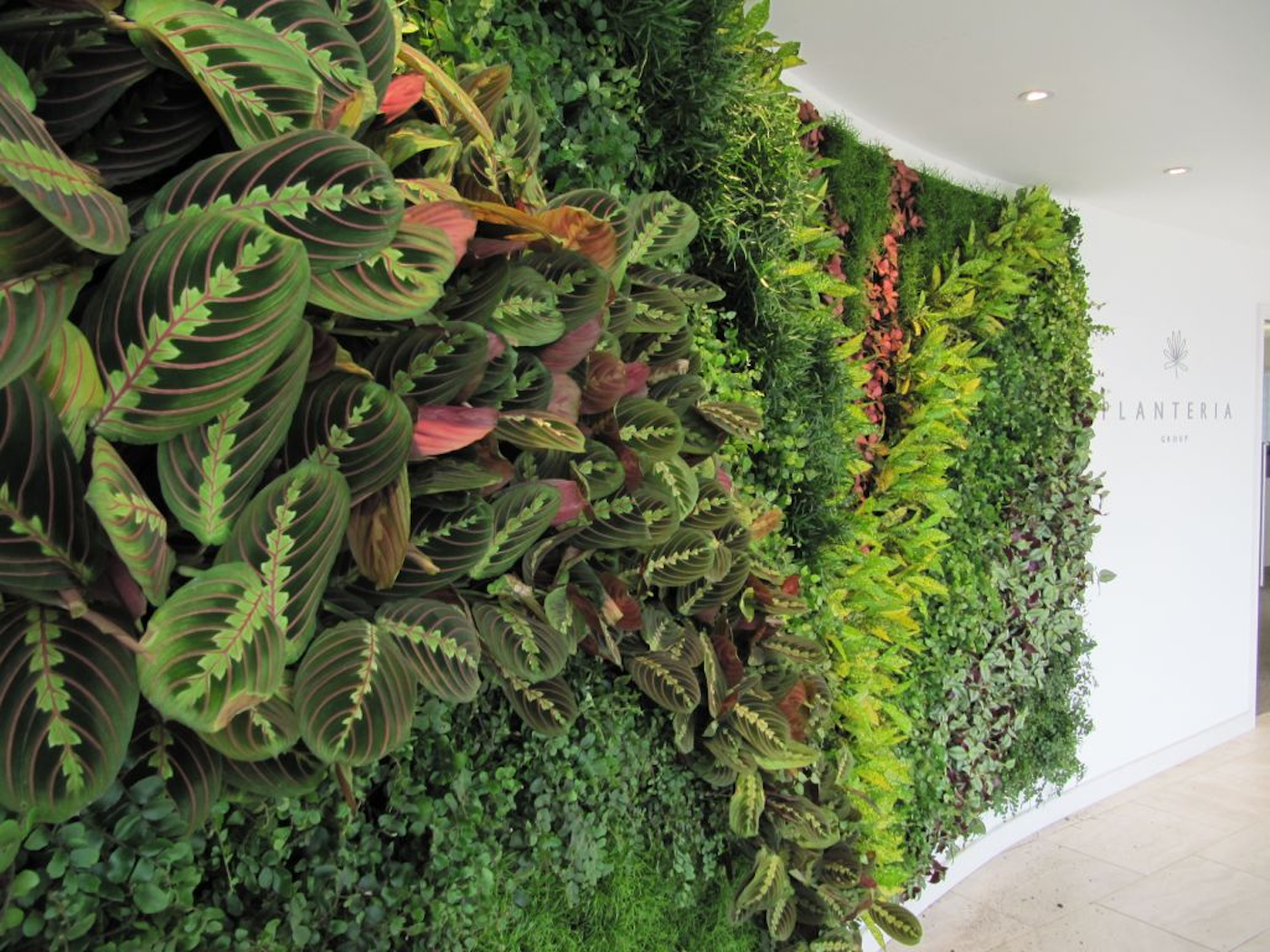 lush big leaves of tropical plants in an interior living wall