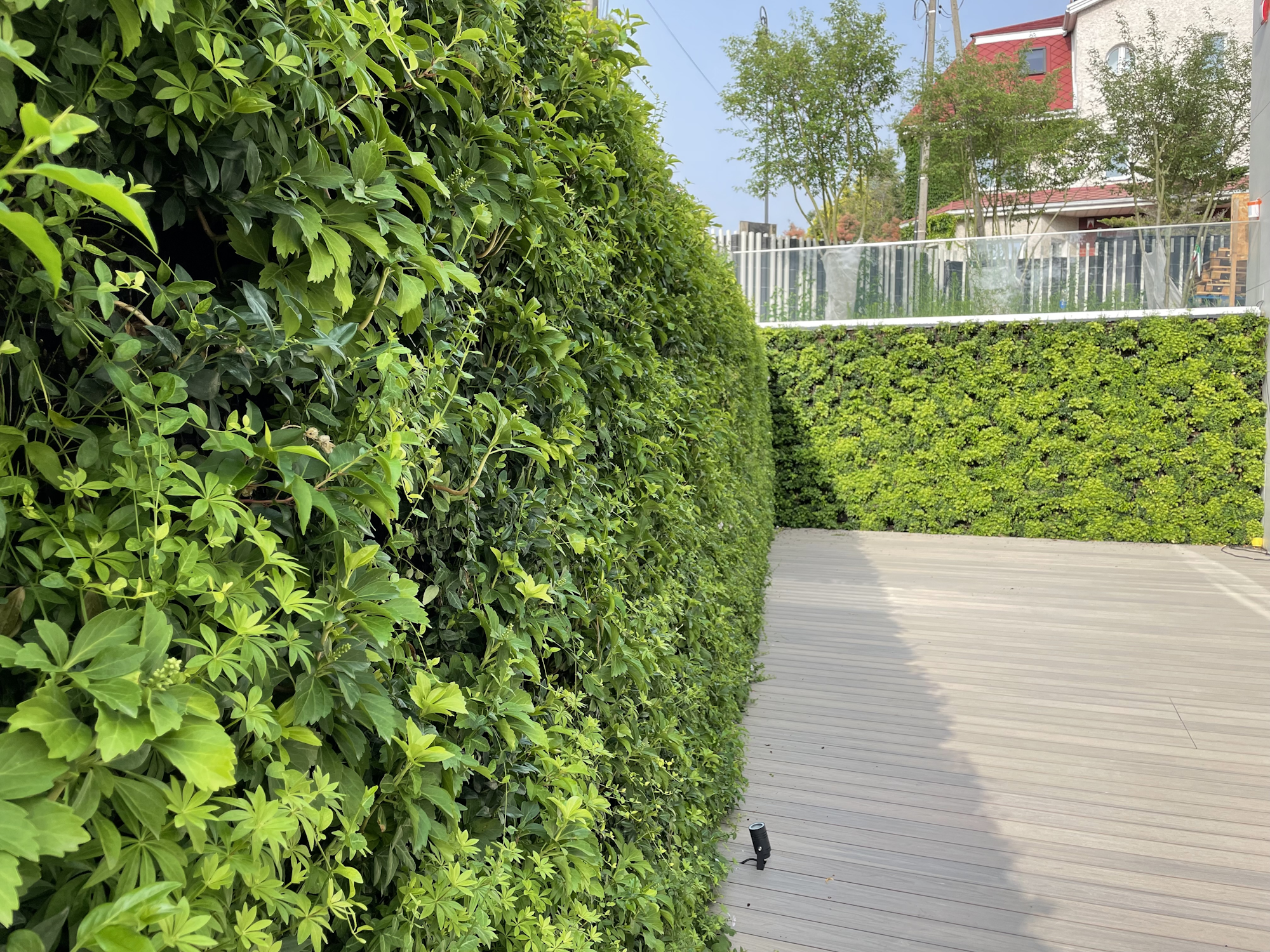 vibrant green living wall around a wood decking area