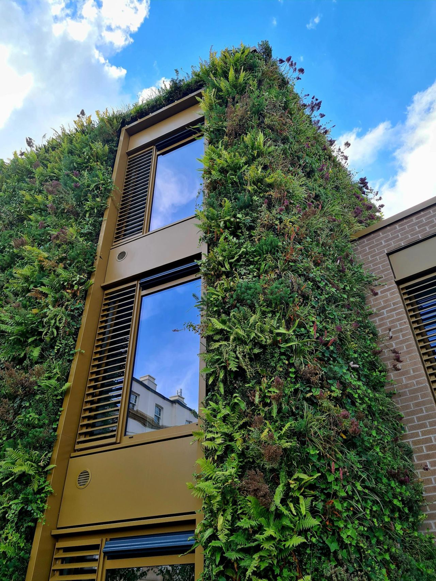 From-below image of St Marys living wall