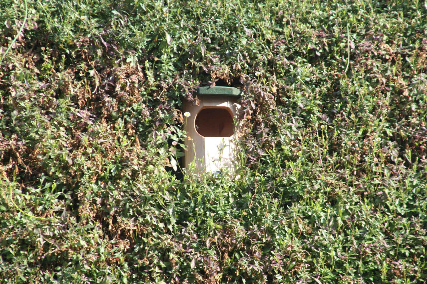 Bird Box In The Living Wall On Sutton Highstreet