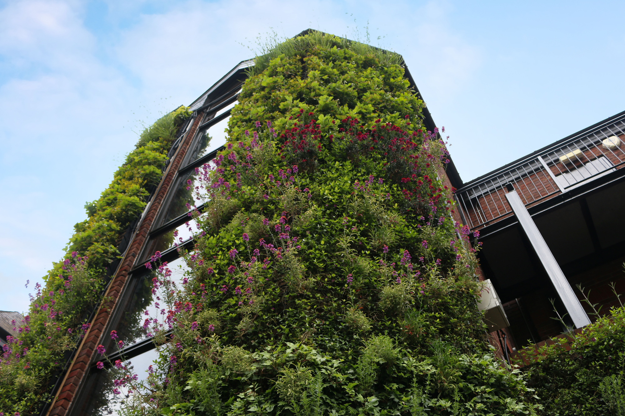 flowering living green wall with purple buds