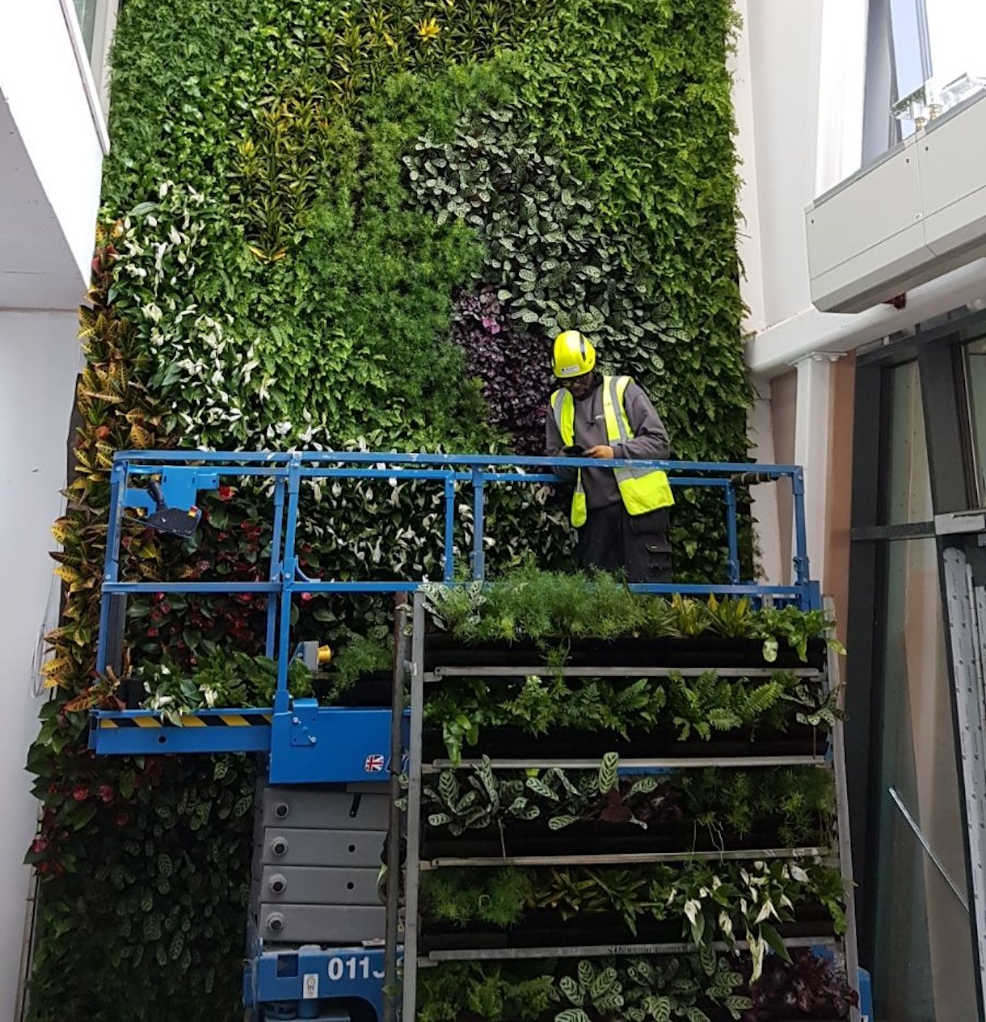 Installing The Living Wall At University Of Nottingham Atrium
