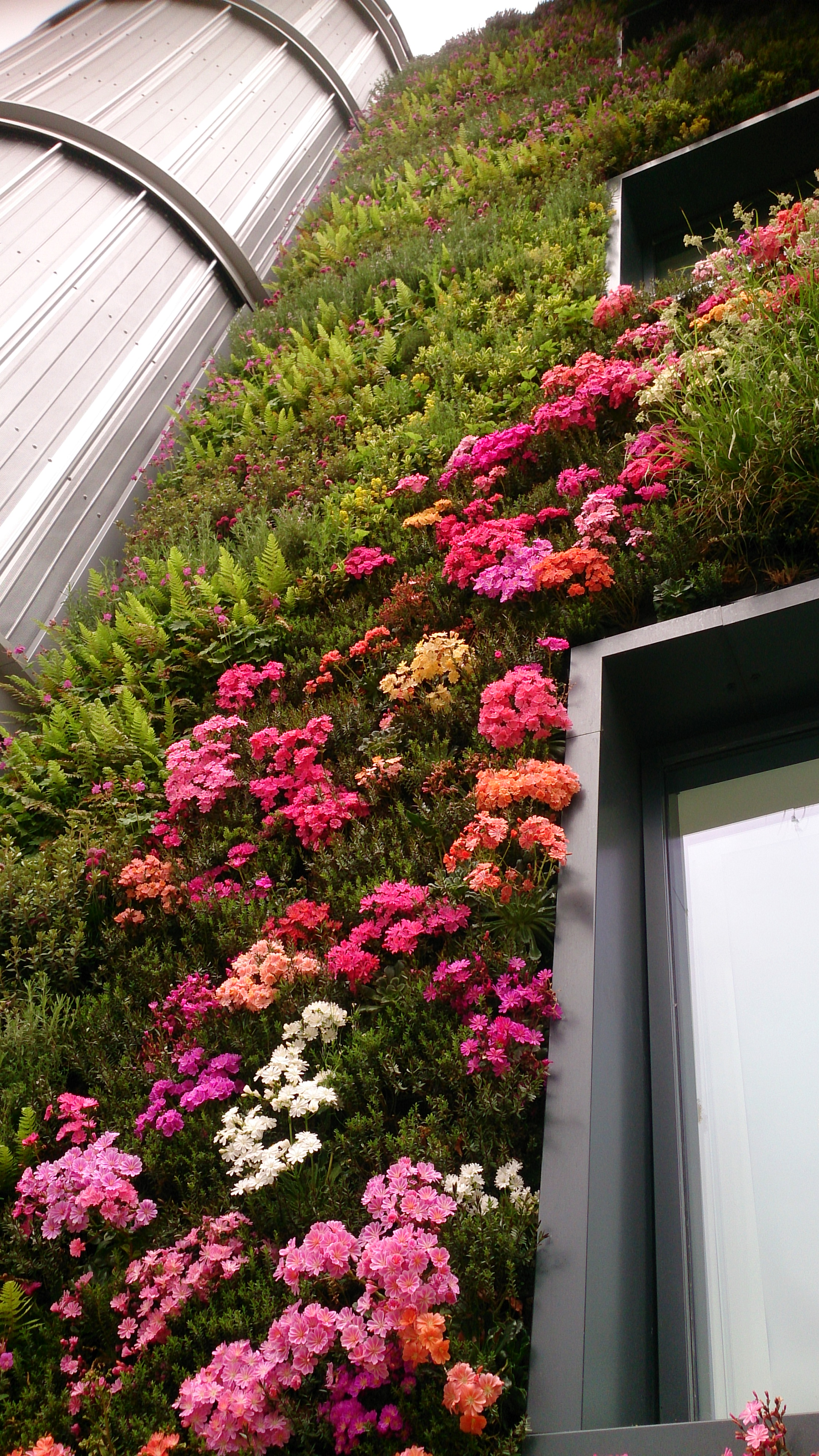 Looking Up At The Flowering Blossoming Biodiverse Living Wall At University Of  York