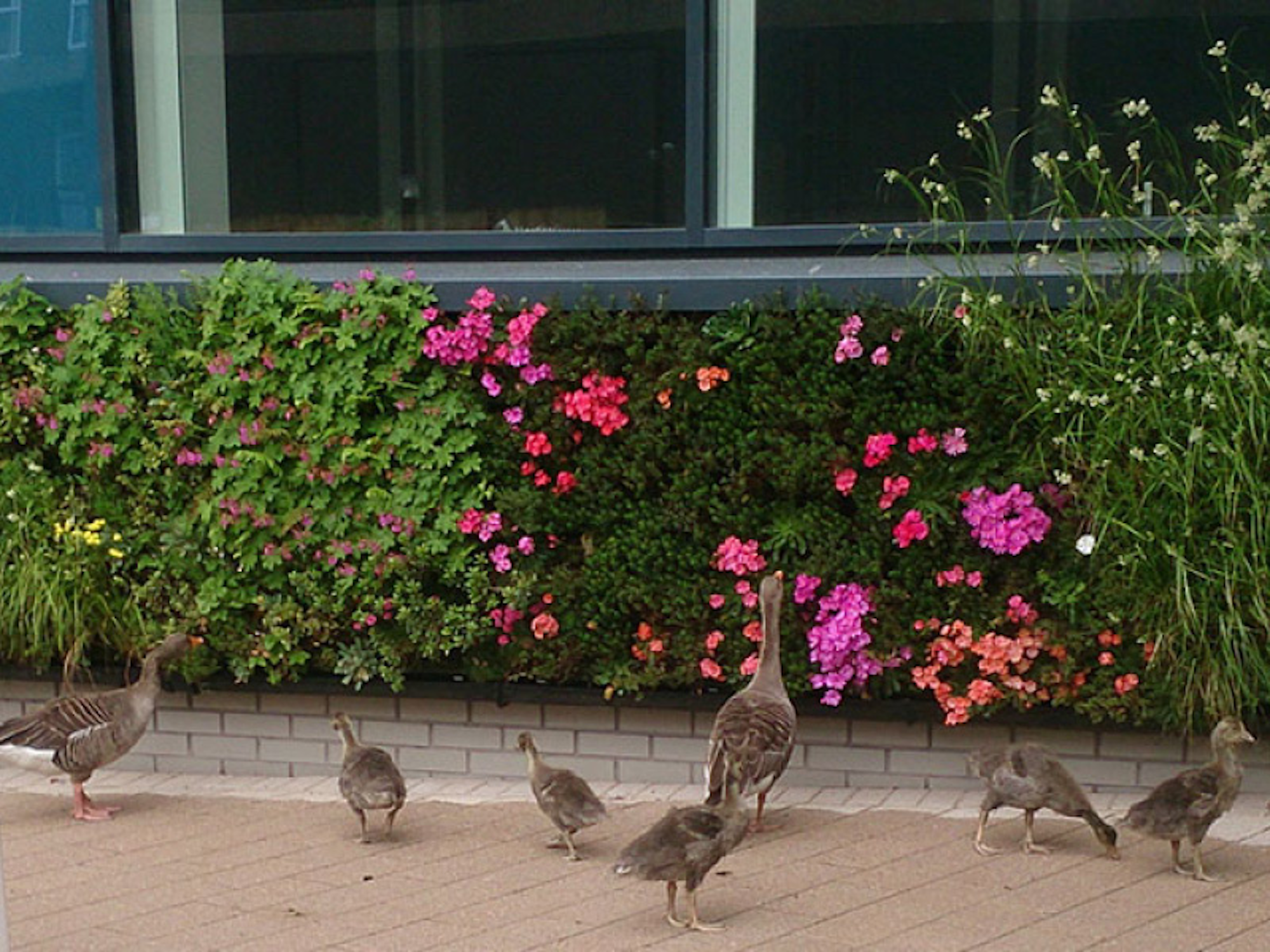 Ducks At University of York Biodiverse Living Wall With Pink Flowers