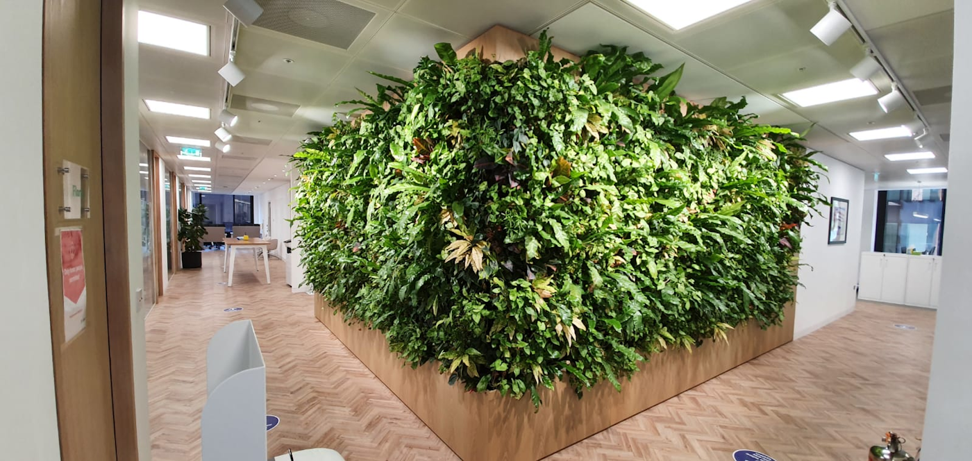 lush full living wall around a corner in offices