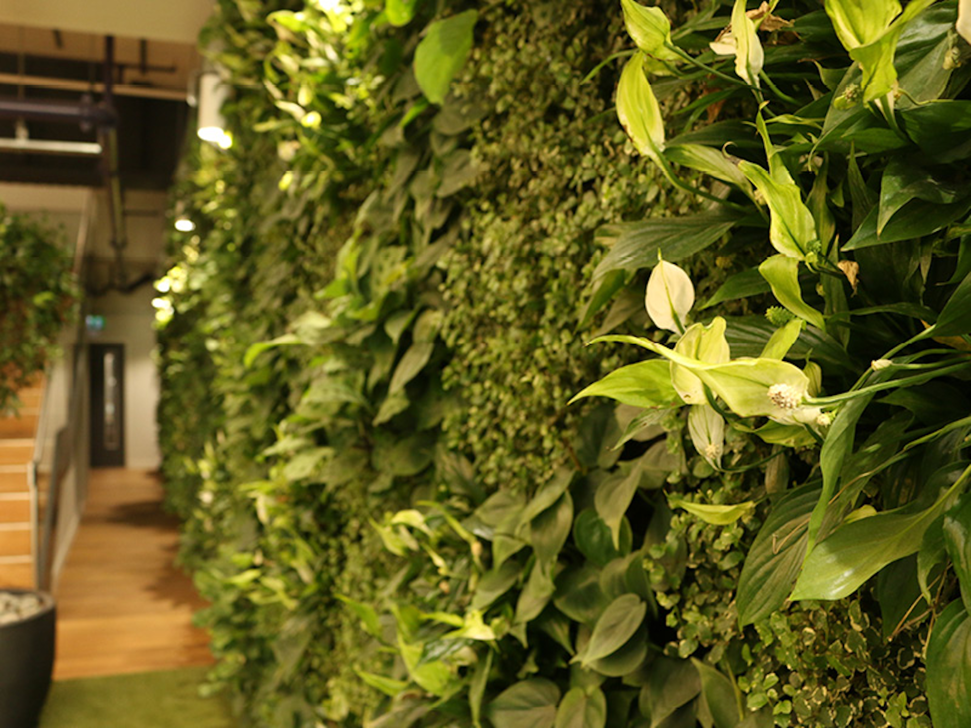Closeup Of Natural Living Wall At Zoopla Office In London With White Flower And Evergreen Backdrop