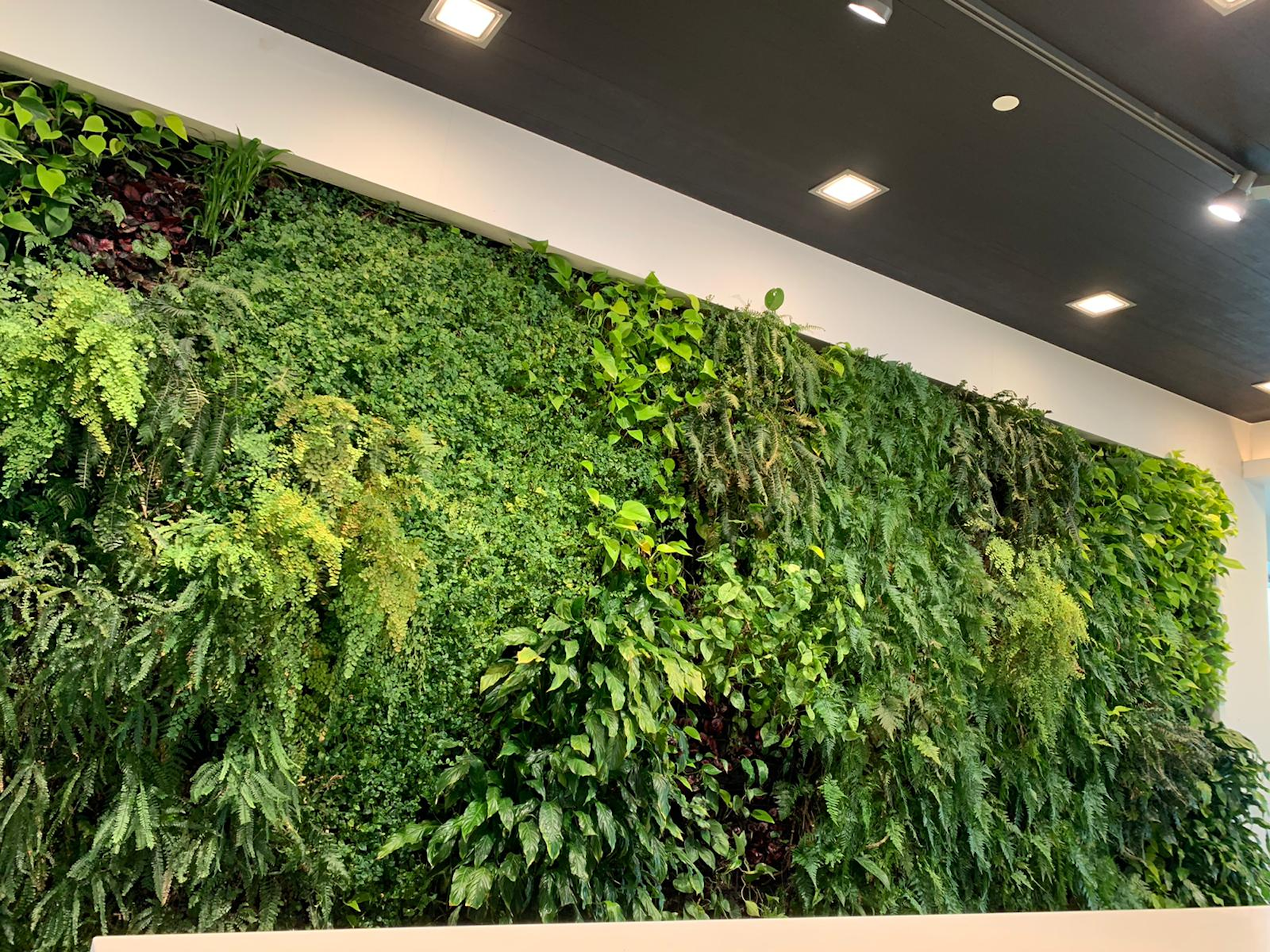full interior living wall in an airport lounge