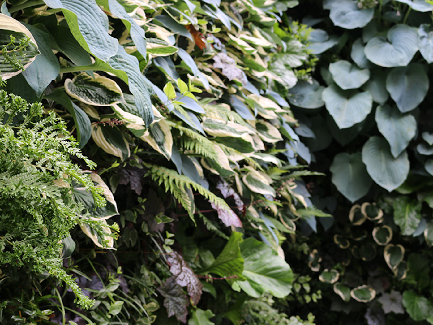 plants and ferns in a living wall