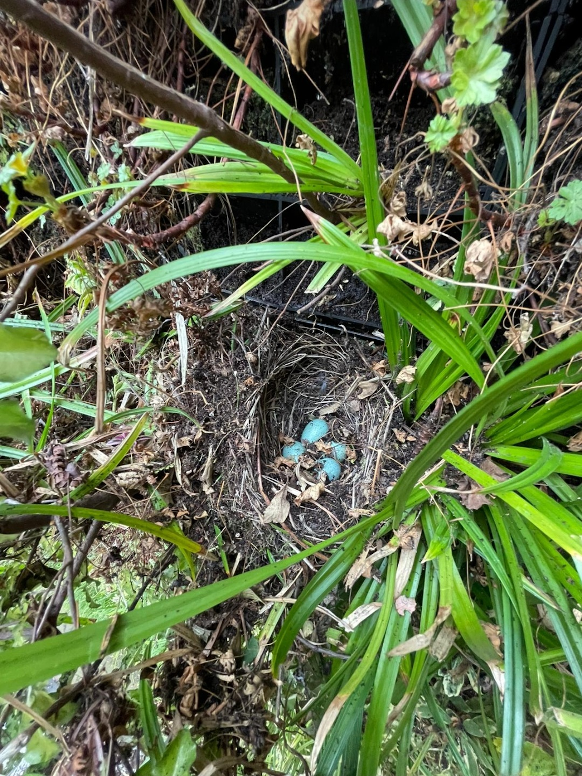 birds nest at Deansgate