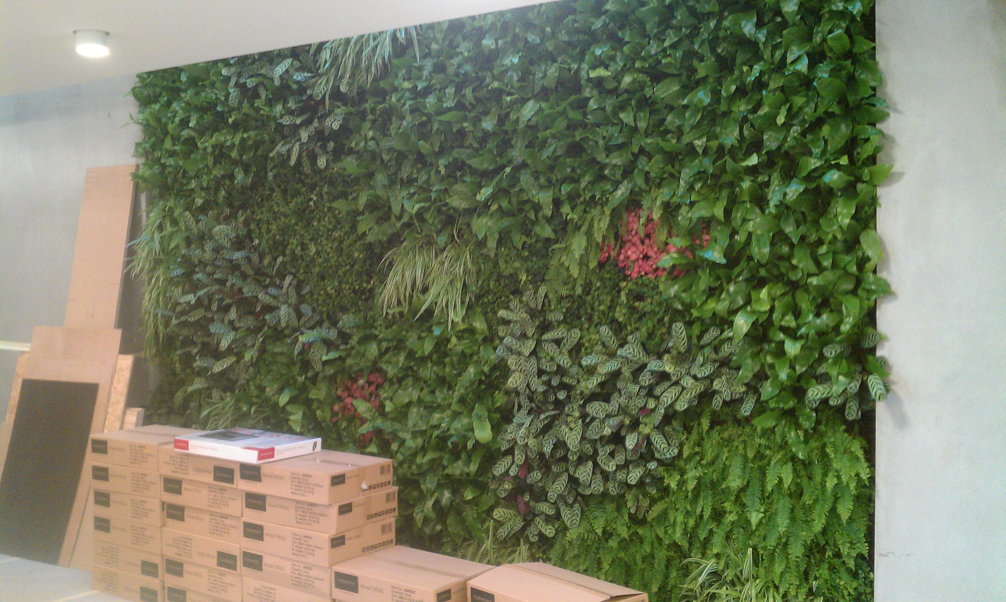 interior living wall with interior plants