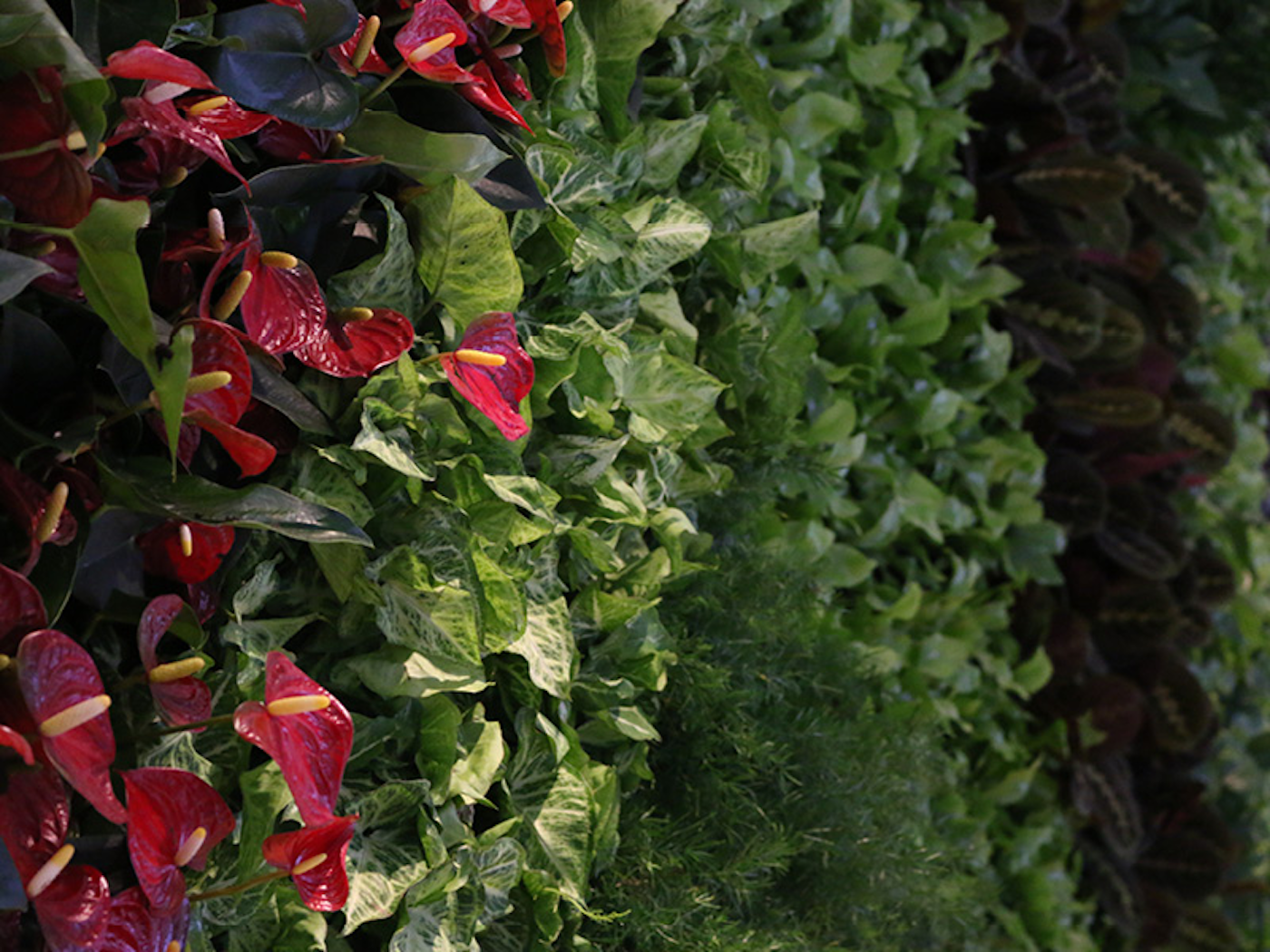 interior plants in a living wall with red flowers
