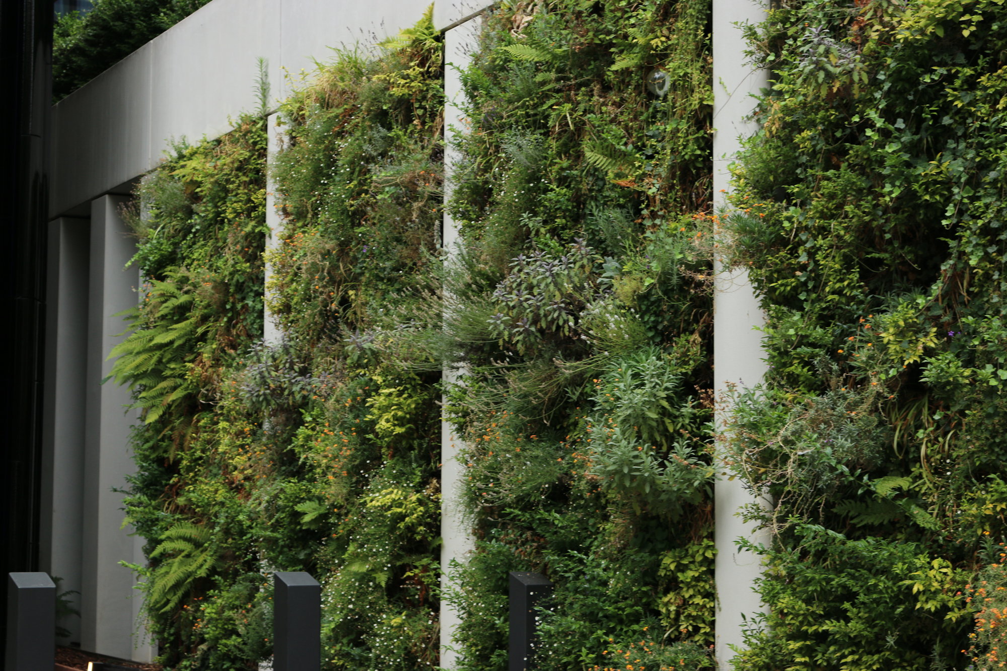 verdant lush living wall against a white facade