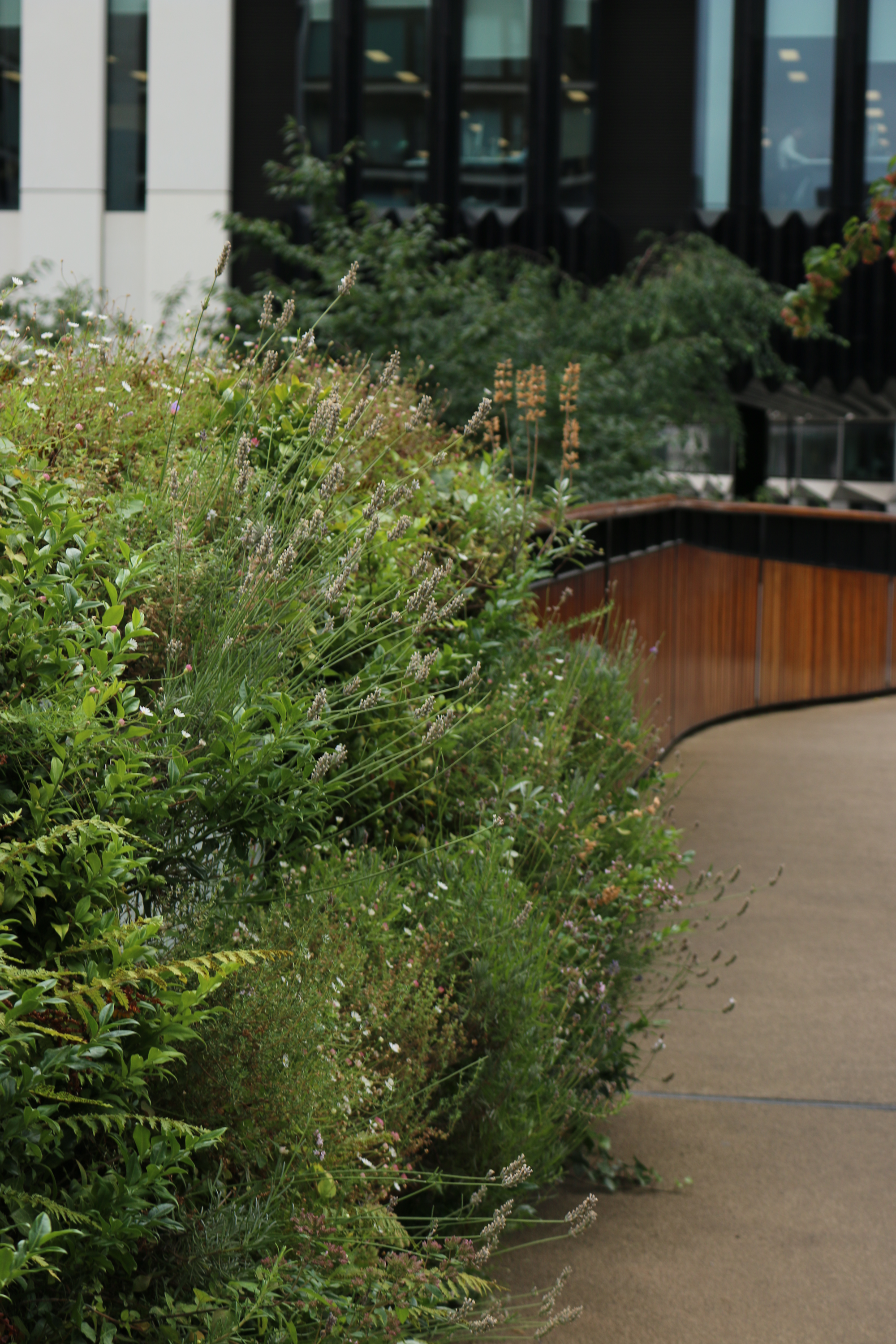 London Wall Place: living wall on a balustrade with lavender and other foliage