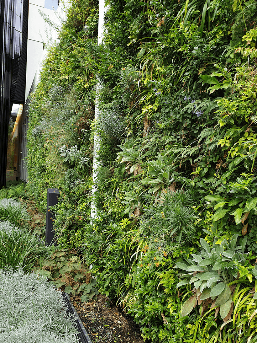 a lush living wall from the side on a building