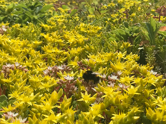 Bumblebee amongst wildflowers