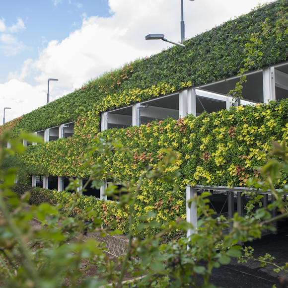 What is the difference between a living wall and green wall?