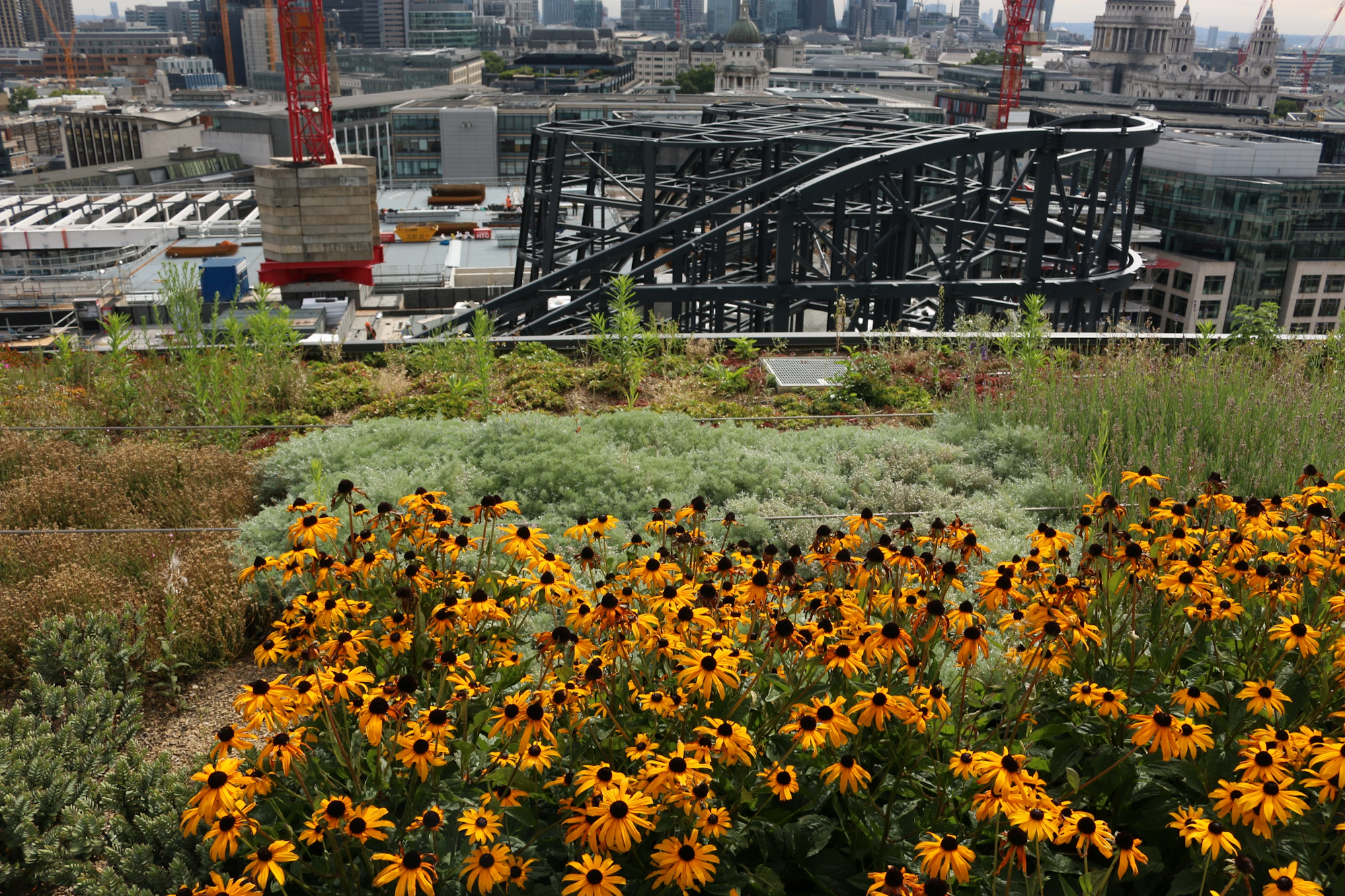 looking down at an intensive green roof with yellow flowers and green shrubs