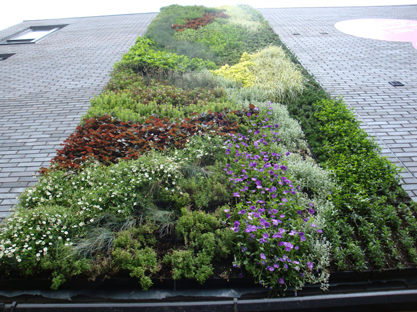 looking up at a planted wall or living wall with flowers