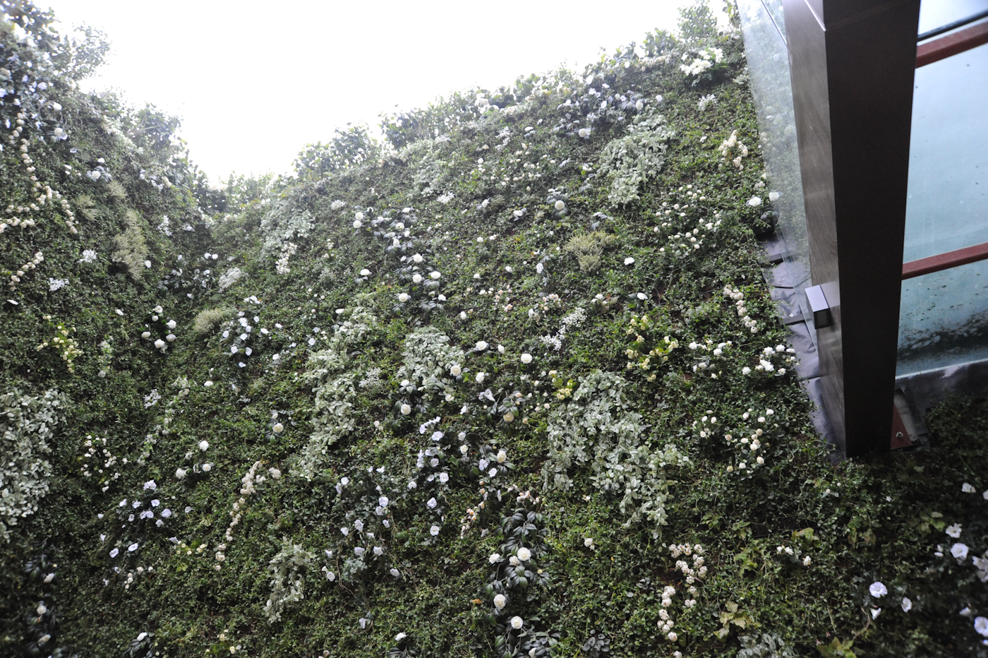 evergreen living wall with white flowers around two sides of a courtyard