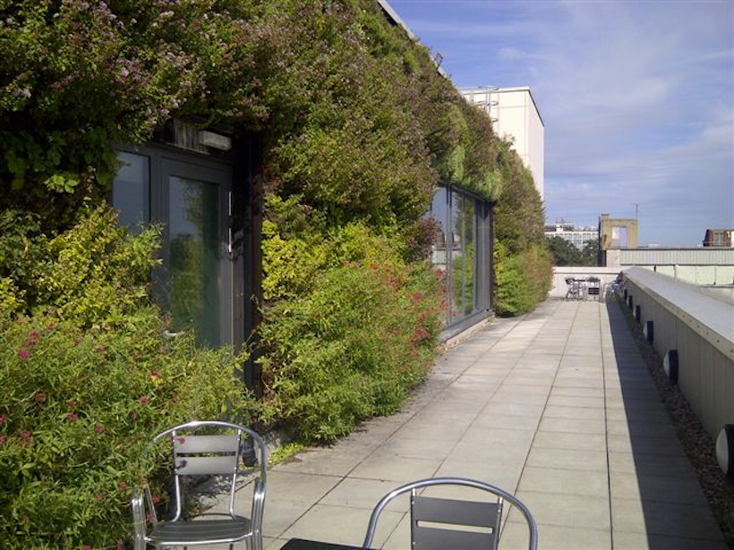 biodiverse living wall on a roof terrace