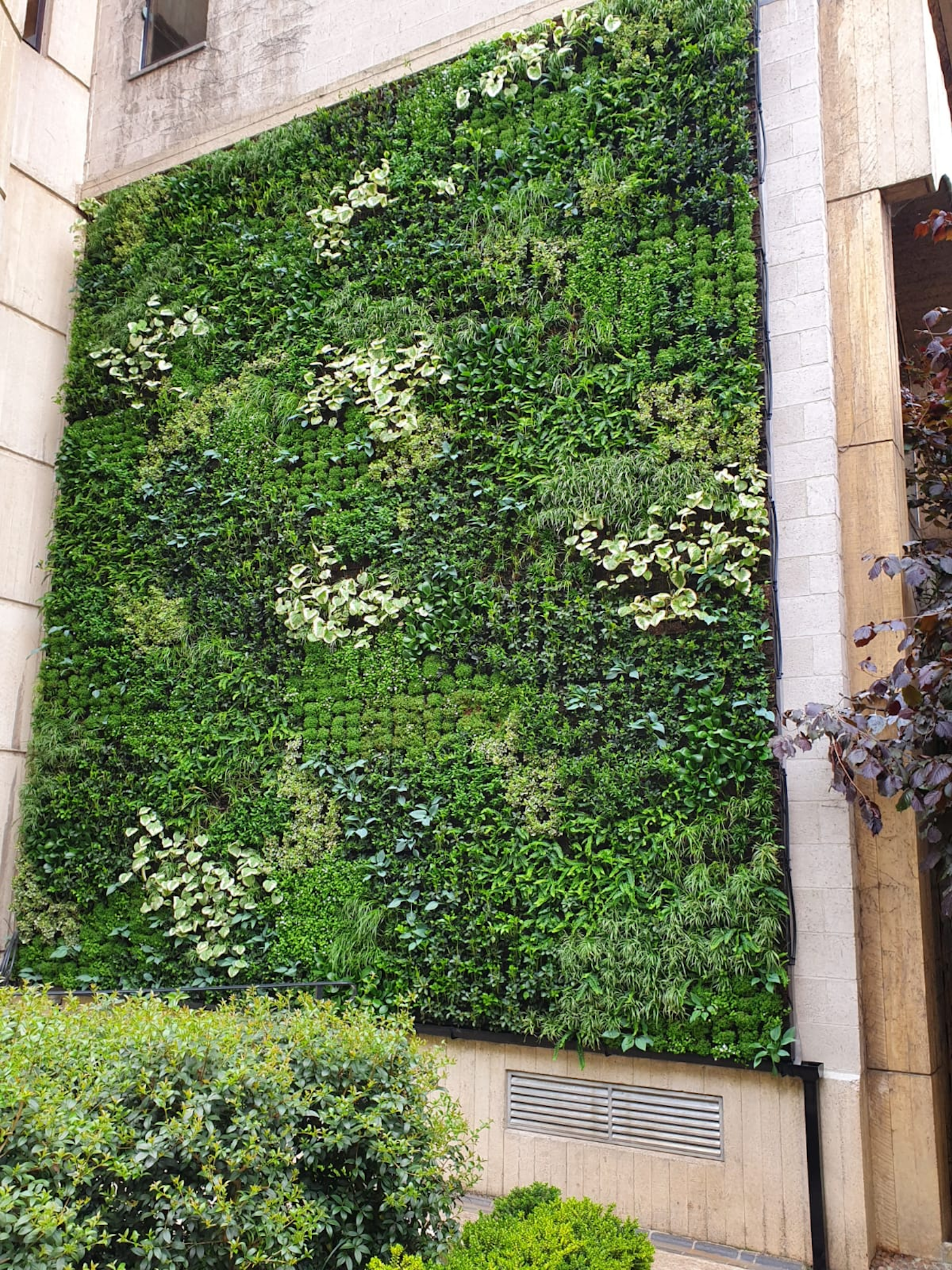 green wall with a variety of evergreen species