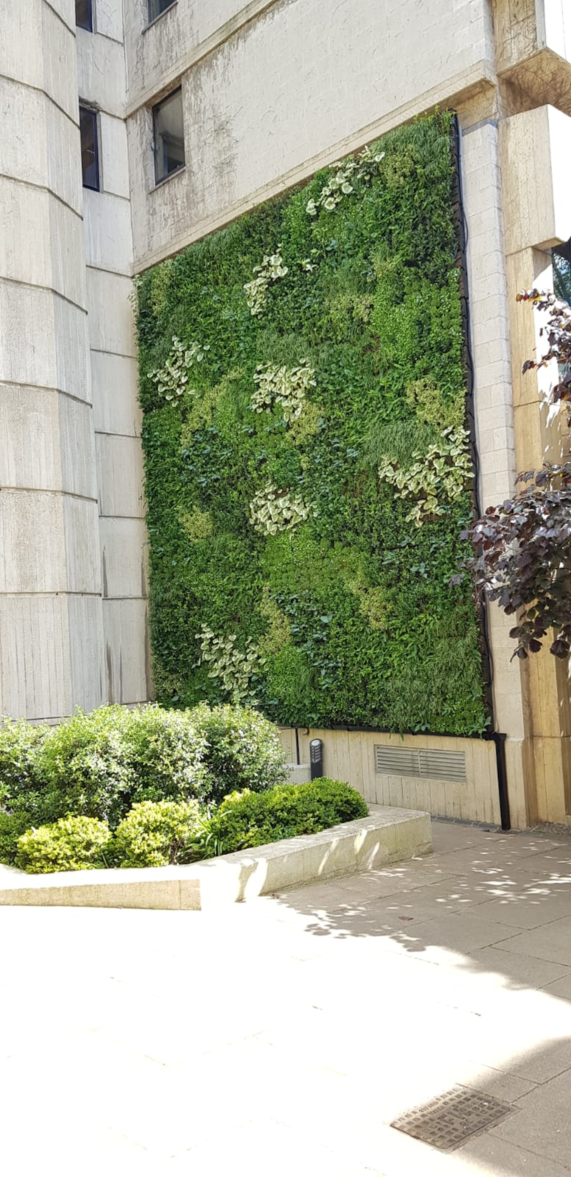 green wall with a variety of evergreen species