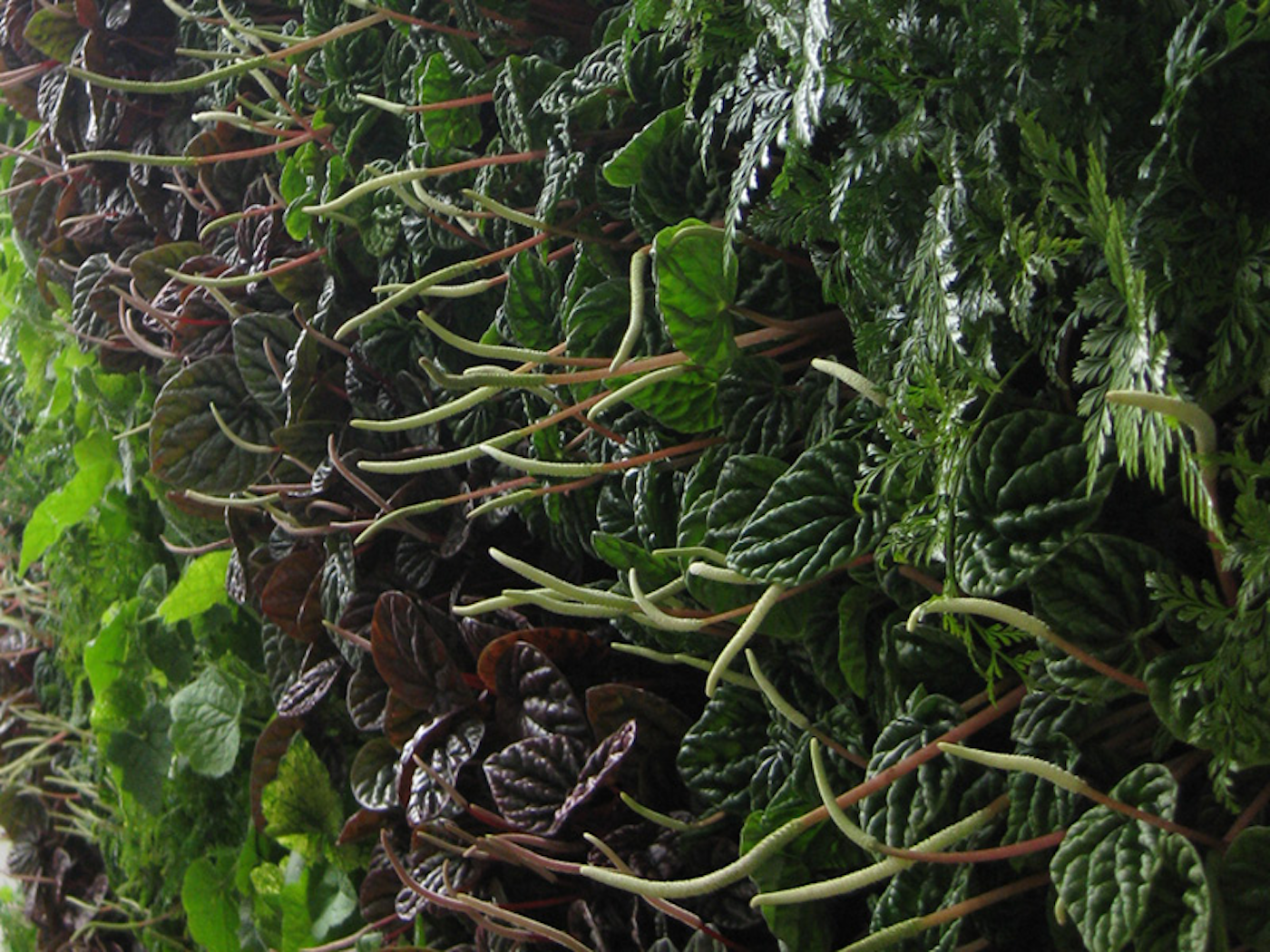 close up of interior plants in a green wall