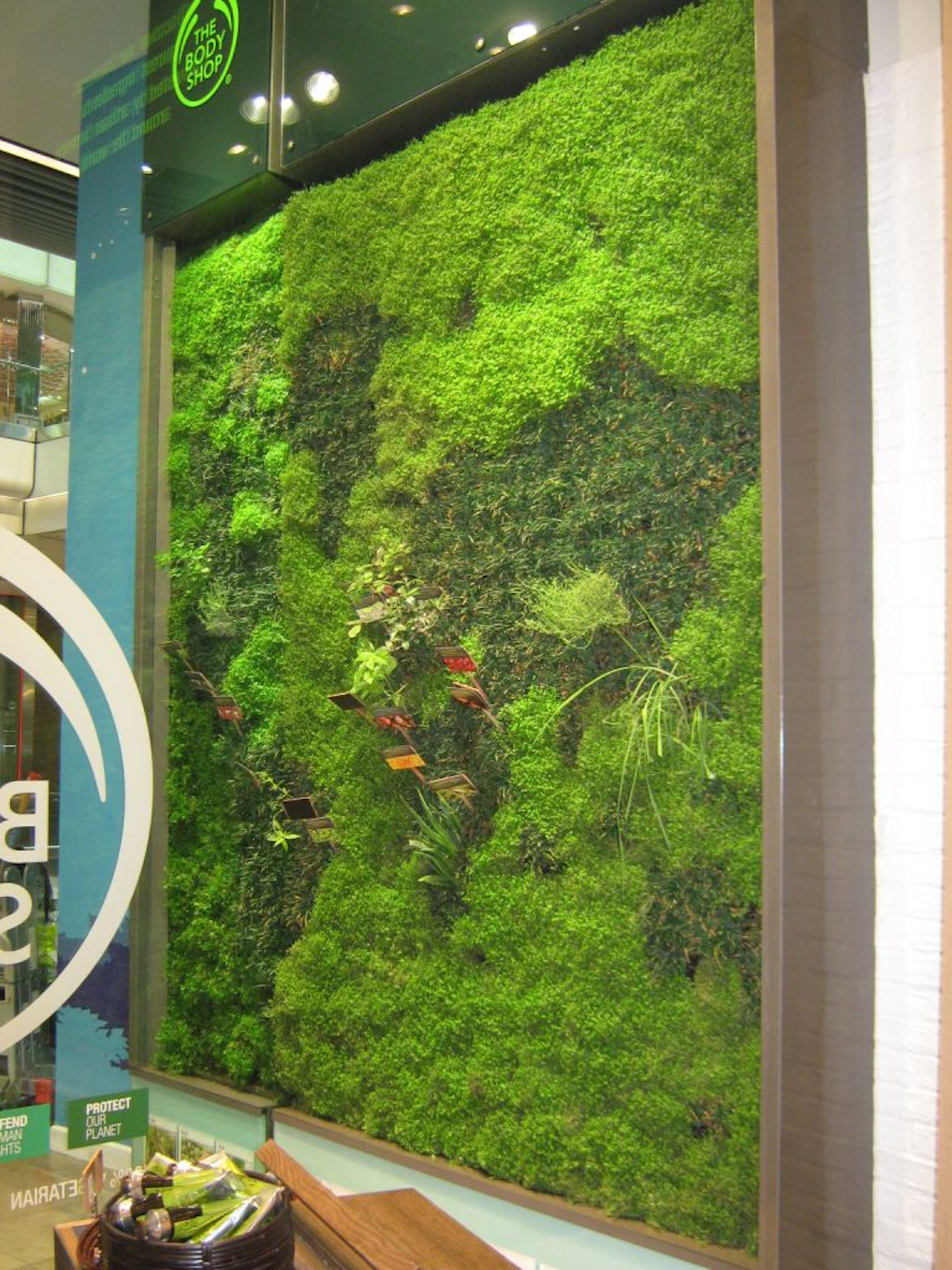 lush green mossy living wall in a retail store in a shopping mall