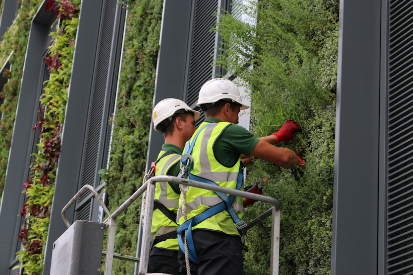 two workmen maintaining a living wall from a scissor lift