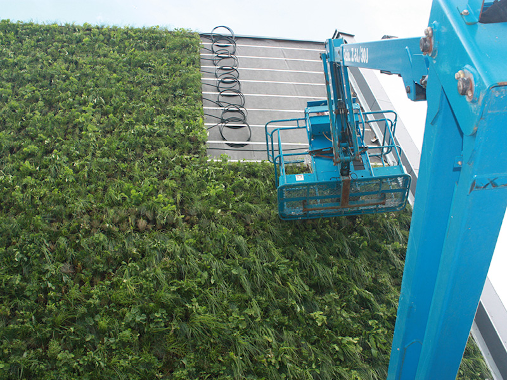 installing the living green wall on the side of a large commercial building