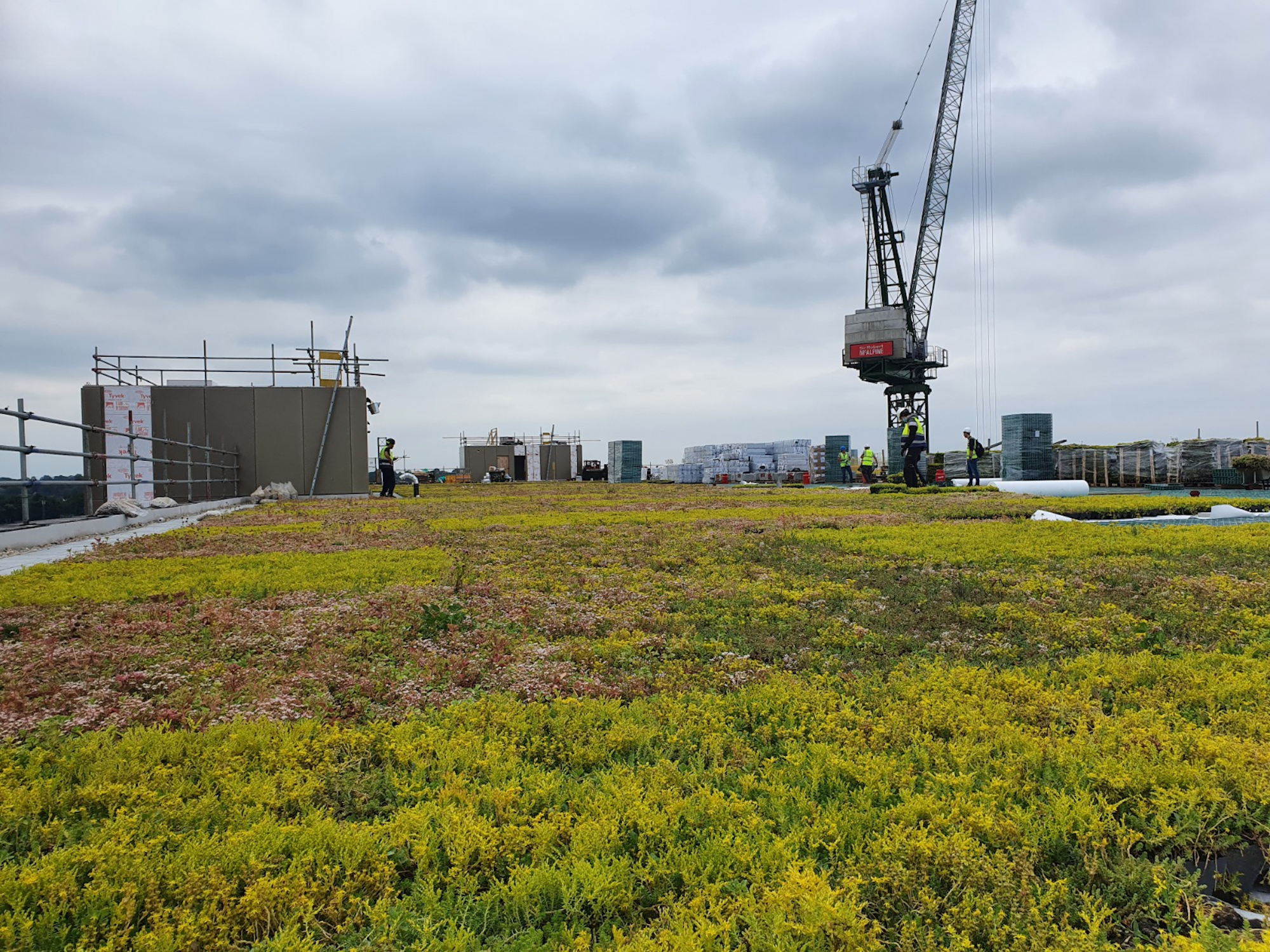 extensive sedum green roof with a crane in the background