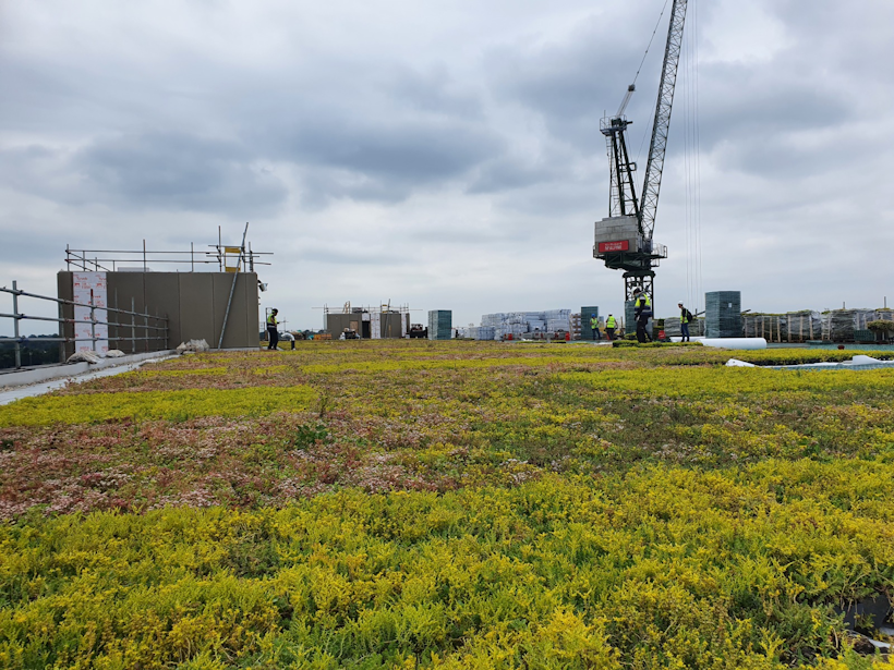 large commercial sized green roof extensive green roof with sedum and wildflowers with a crane in the background