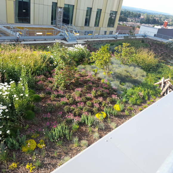 What could go wrong with a green roof? 5 points to consider for your project