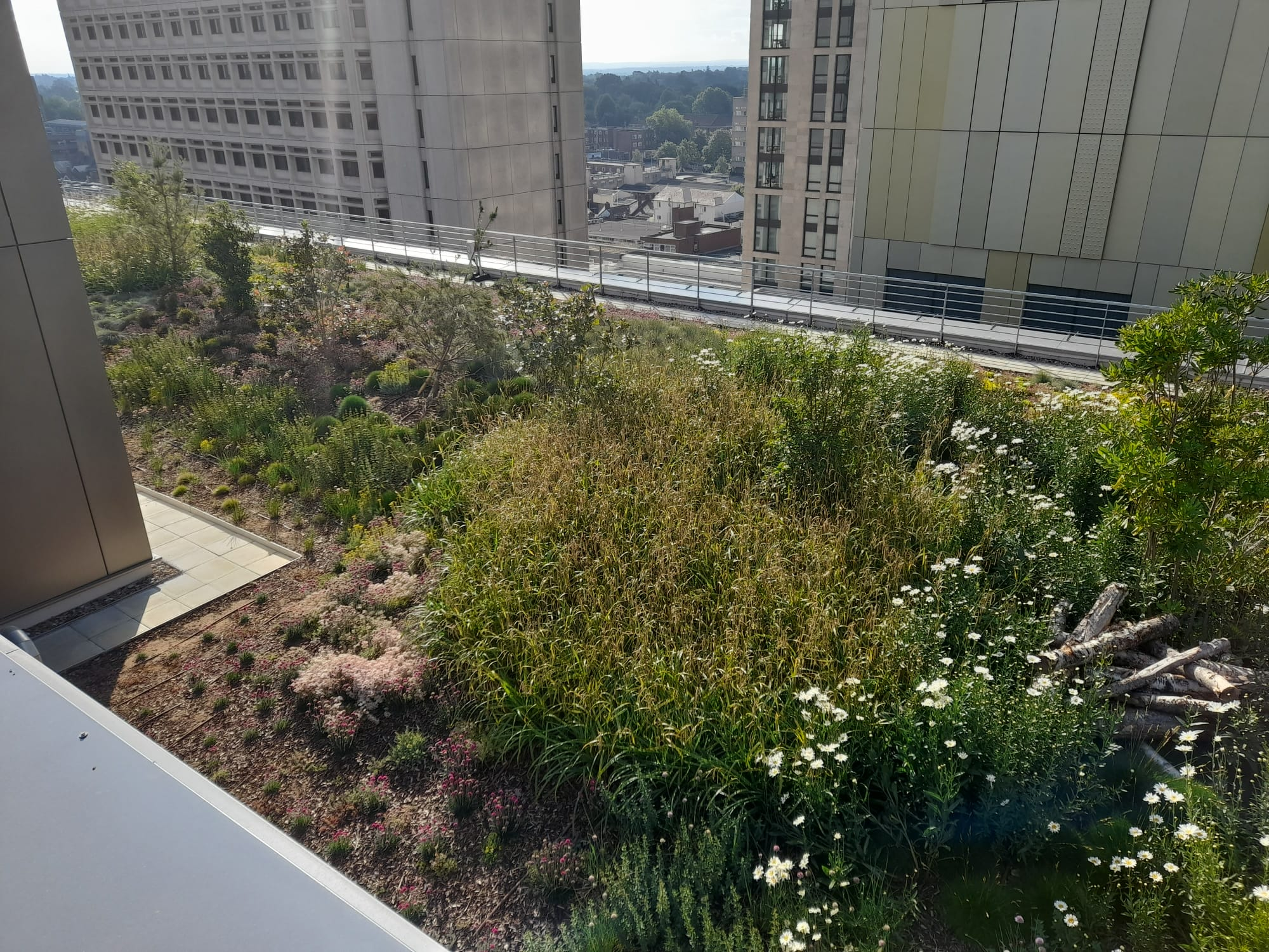 intensive green roof overlooked by a hotel building
