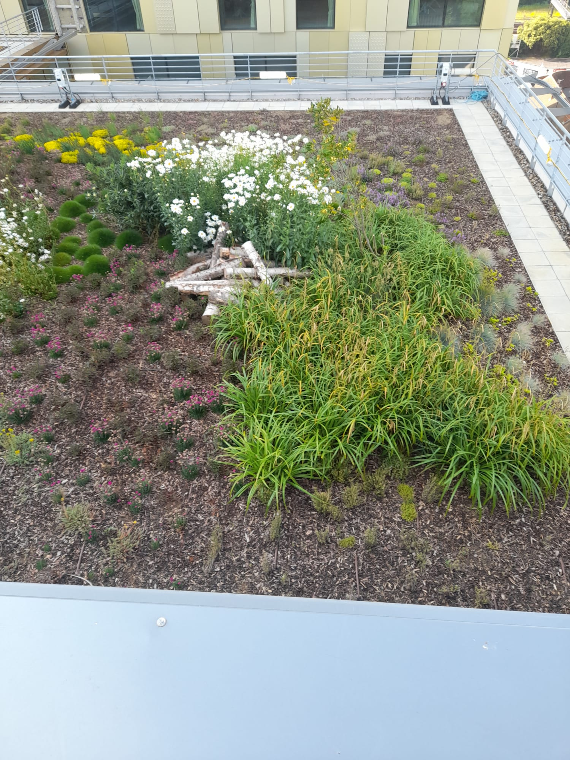 large green roof with bark shrubs and trees