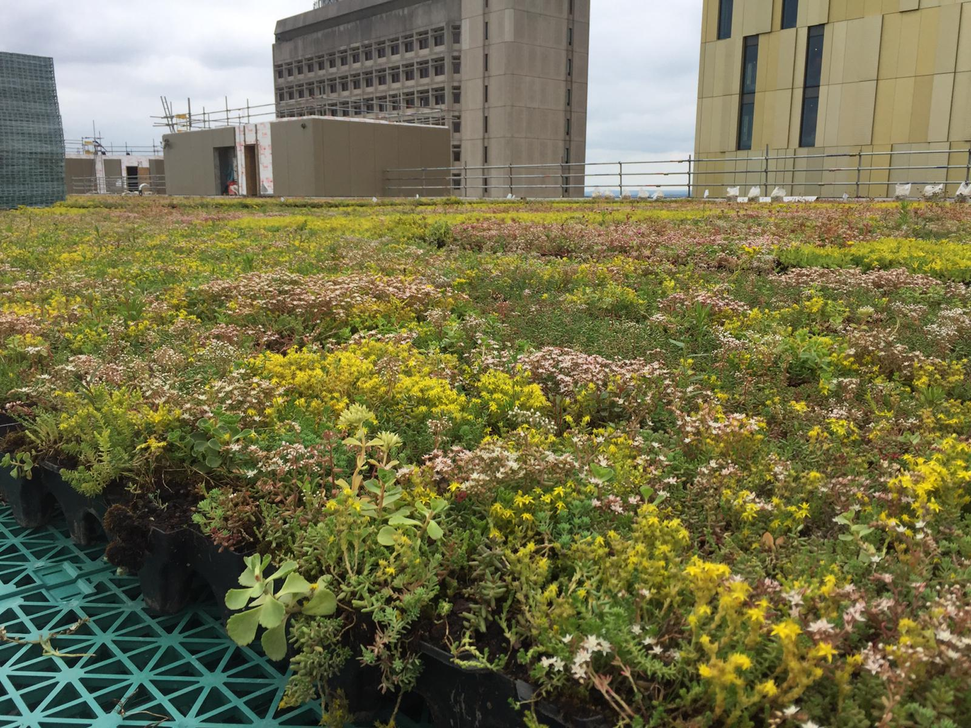 blue and green roof on a commercial building