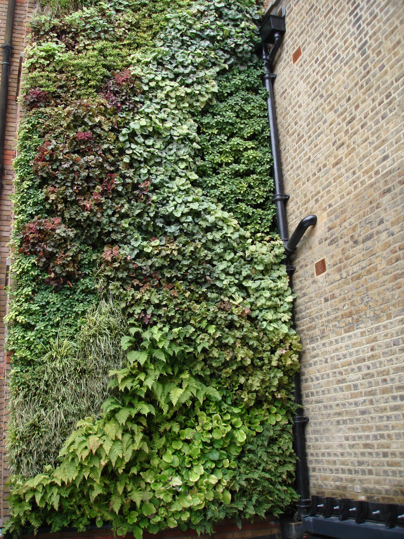 lush evergreen living green wall vertical garden alongside a brick wall