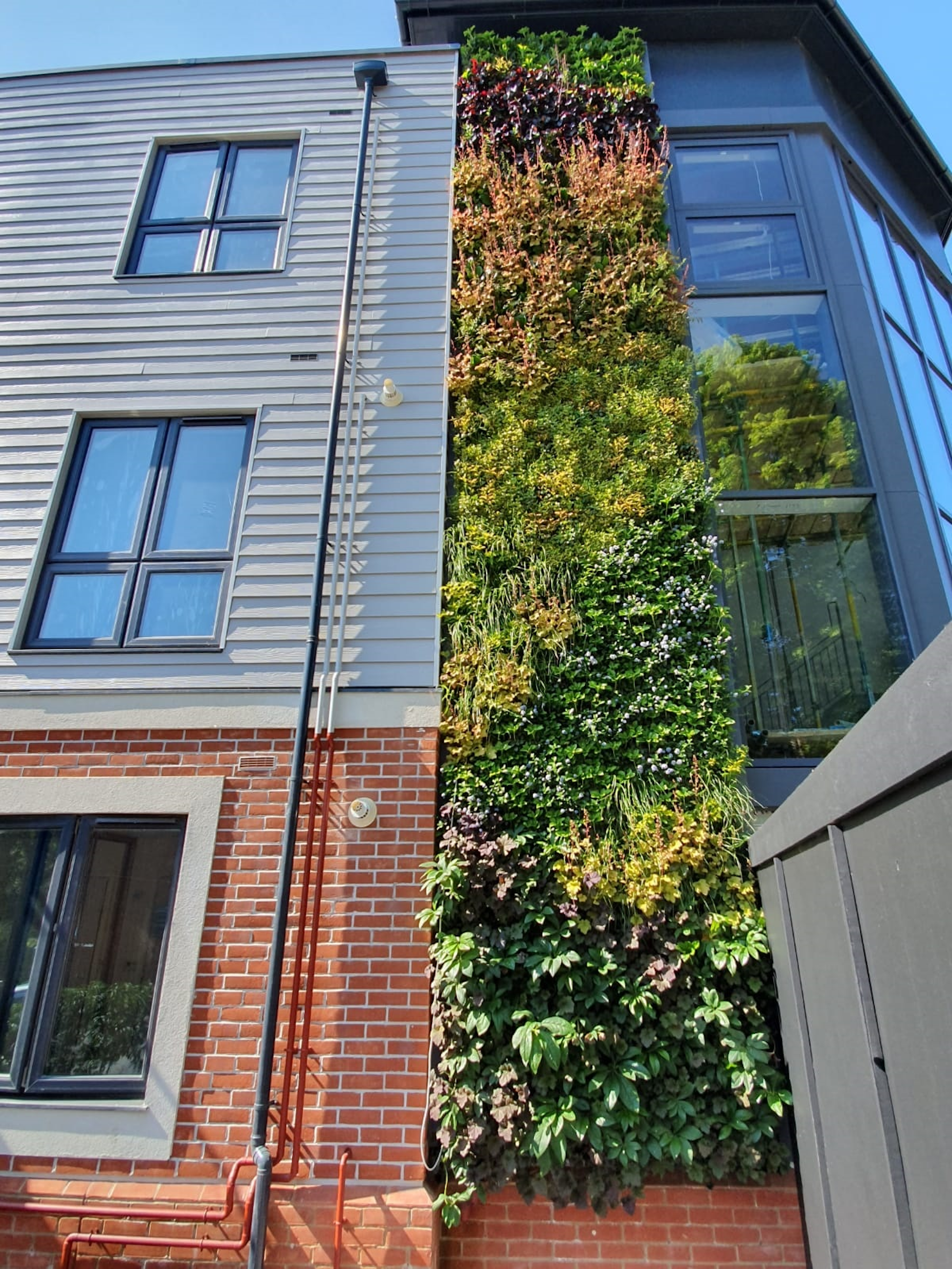 flowering living wall and green foliage on side of a building