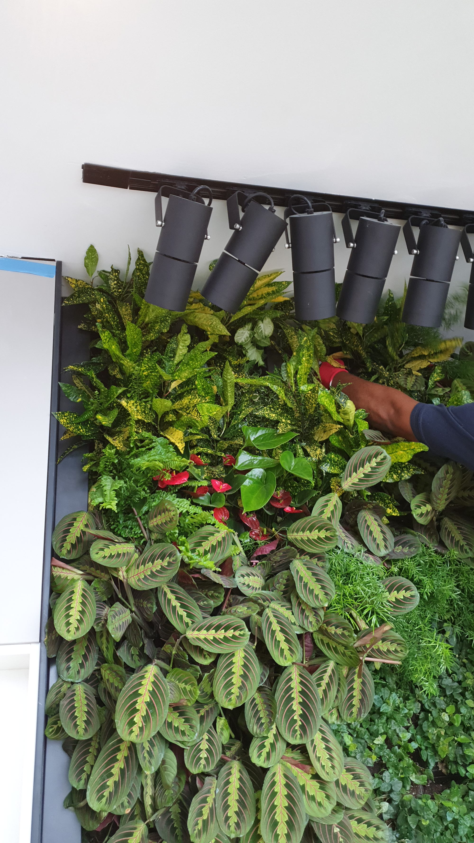 maintaining a living wall with down lighting