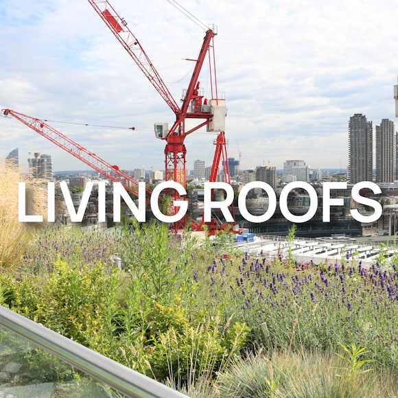 Your Guide to Living Roofs