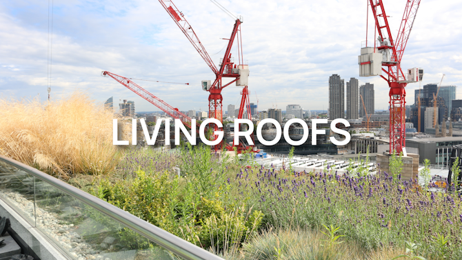 Your Guide to Living Roofs