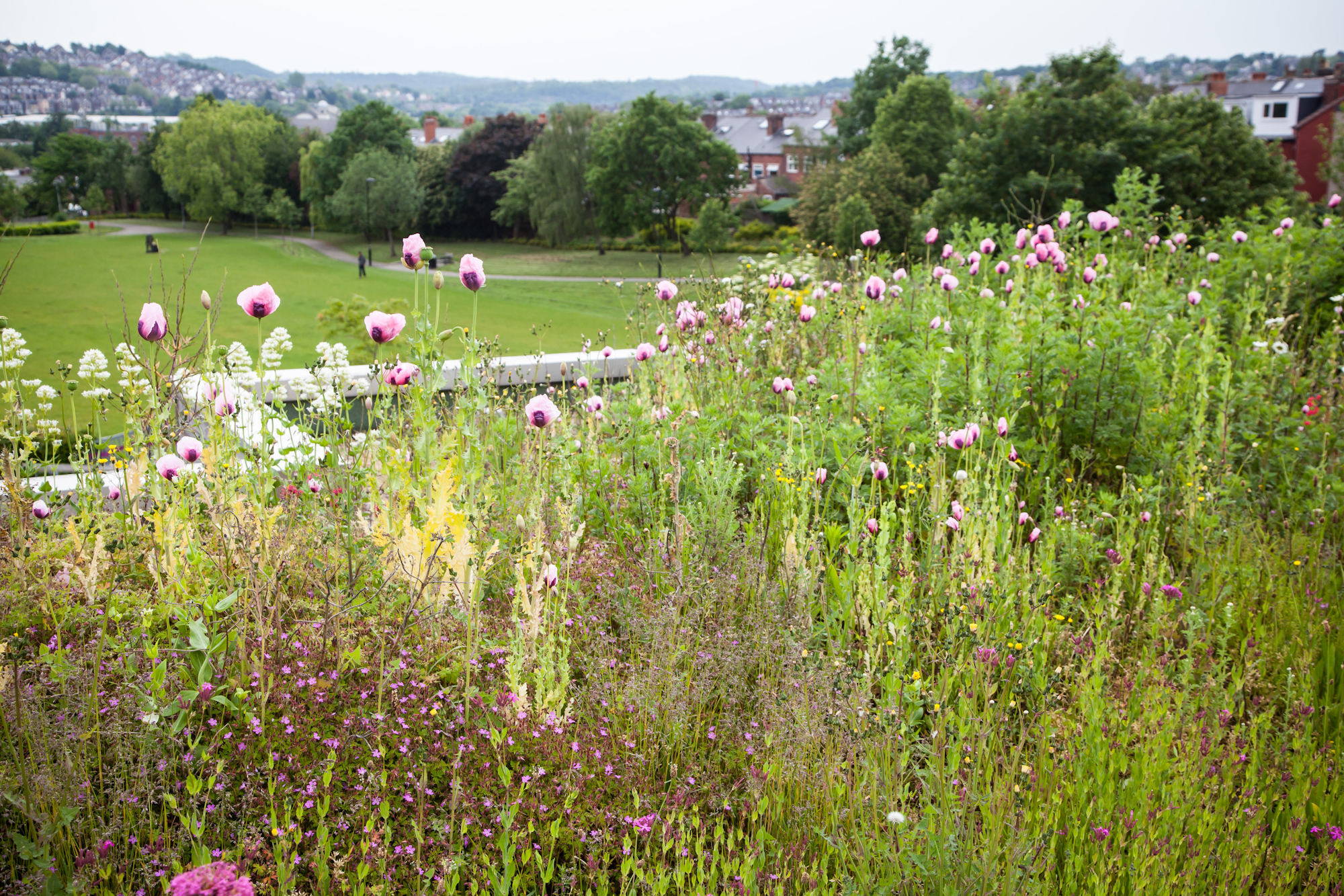 biodiverse green roof with wildflowers and tall grasses overlooking playing fields