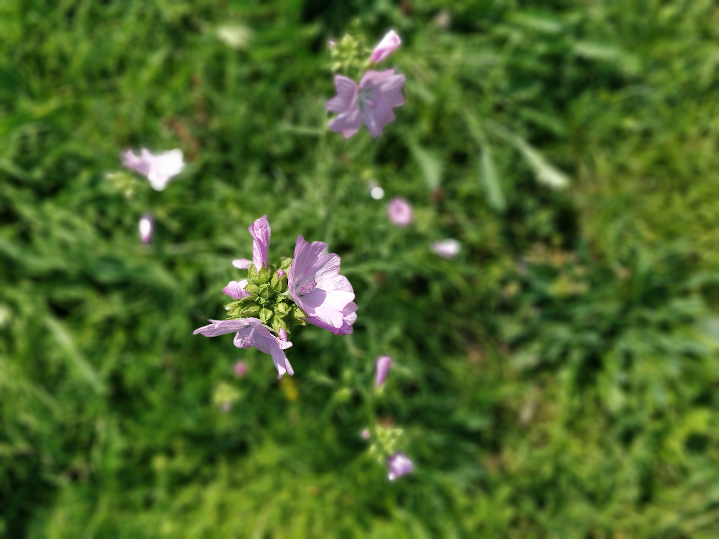 purple flower on a bed of green grass