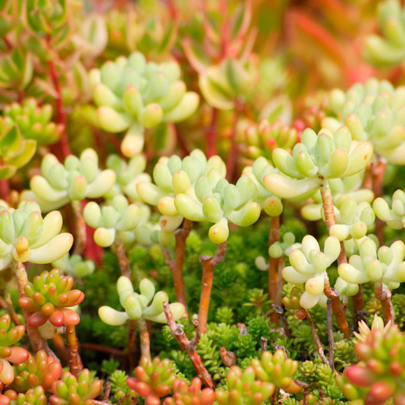 Creating a Low Maintenance Sedum Roof: Tips and Tricks