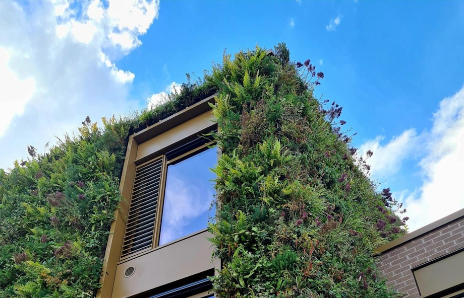 looking up at a living wall with foliage and purple flowers