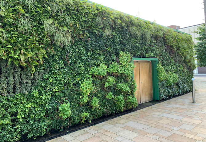 What to Expect from Your Living Wall in the Winter